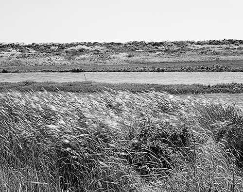 grasses limantour beach