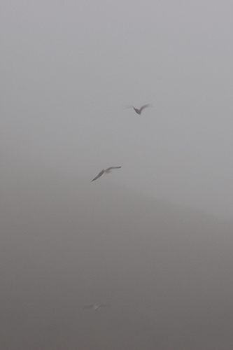 seagulls in fog