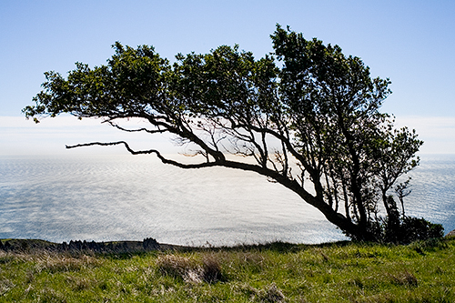 wind blown tree