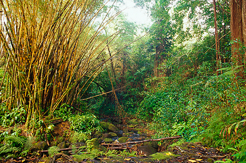 akaka falls stream