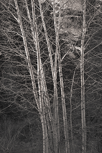 aspens at mirror lake