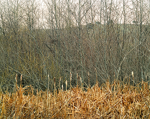 cattails