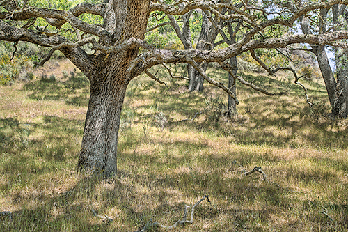 oak in dappled light_8324-7